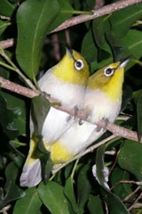 Japanese White-eyes