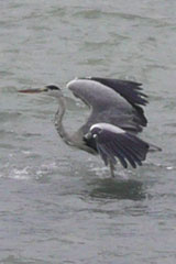 Grey Heron