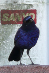 Formosan Whistling Thrush