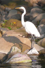 Great Egret
