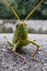 Grasshopper
