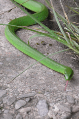 Bamboo Viper