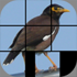 aQs Pro Slider Puzzle: iLove Birds